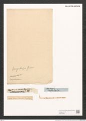 Surirella bengalensis Grun. (de-Toni-Nr.: Genus 53, Species 2389) Zeichnungen Sammlung Grunow (NHMW-BOT-W0372939)